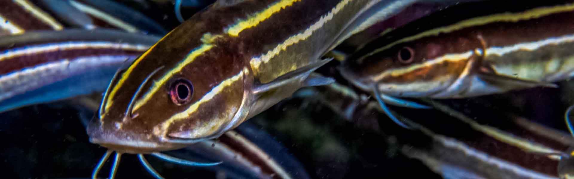 The Striped Eel Catfish